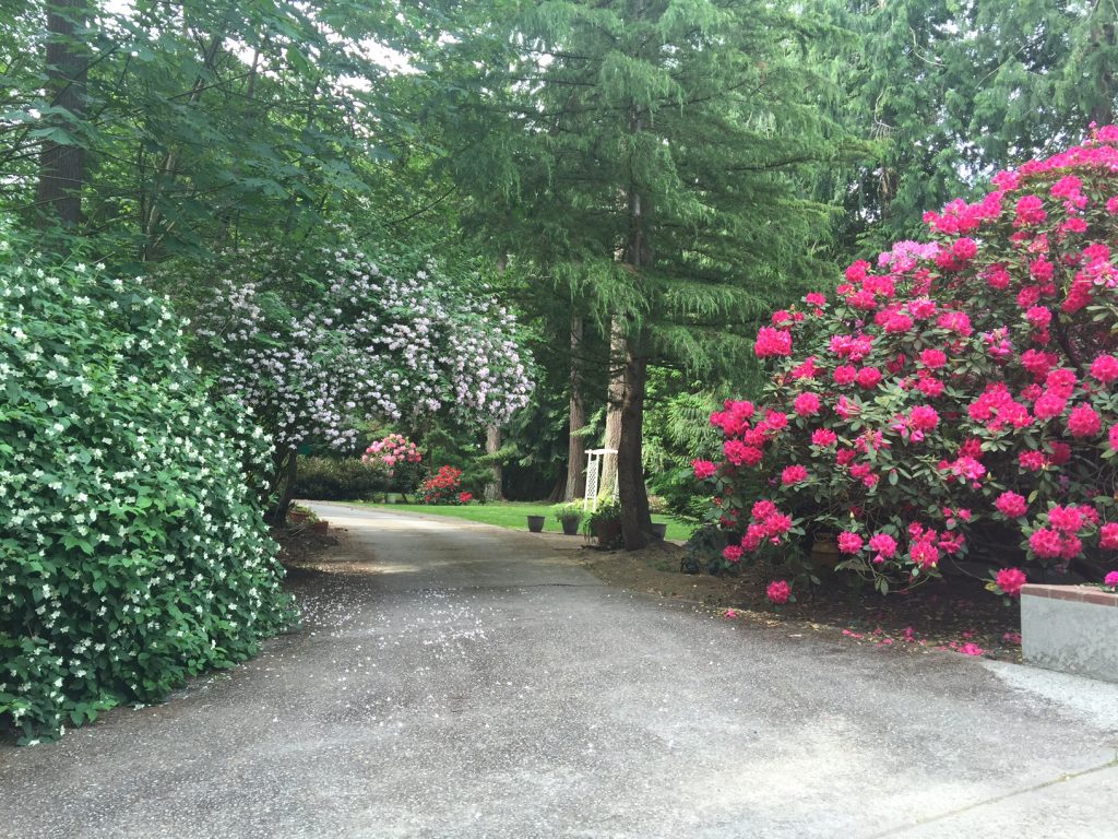 A path in the middle of a garden with trees and flowers.